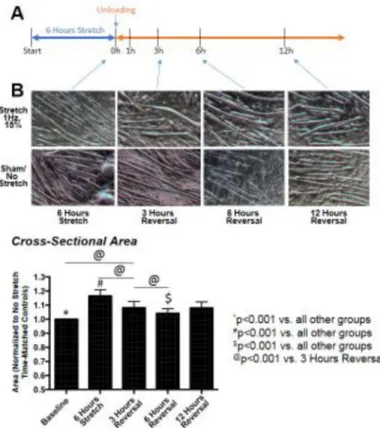 Figure 1. Stretch-induced C2C12 hypertrophy and reversal model