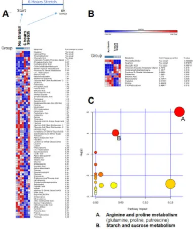 Figure 2. Non-targeted metabolomics of C2C12 myotube media with no serum, after 6 hours of  stretch, compared to serum free media of non-stretched C2C12 myotubes after 0-1-3-6 hours of  no stretch (one replicate each)
