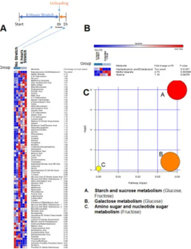 Figure 3. Non-targeted metabolomics of media from C2C12 stretched myotubes with no serum,  after 1 hour of unloading (post 6 hours stretch) compared to media from C2C12 myotubes after  6 hours of stretch