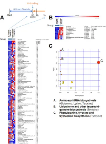 Figure 4. Non-targeted metabolomics of media from C2C12 stretched myotubes with no serum,  after 3 hours of unloading (post 6 hours stretch) compared to media from C2C12 myotubes after  6 hours of stretch