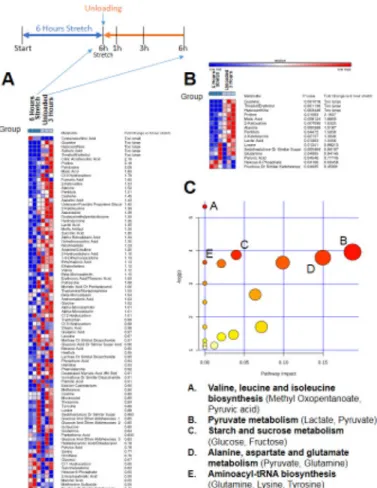 Figure 5. Non-targeted metabolomics of media from C2C12 stretched myotubes with no serum,  after 6 hours of unloading (post 6 hours stretch) compared to media from C2C12 myotubes after  6 hours of stretch