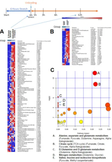 Figure 6. Non-targeted metabolomics of media from C2C12 stretched myotubes with no serum,  after 12 hours of unloading (post 6 hours stretch) compared to media from C2C12 myotubes  after 6 hours of stretch