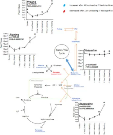 Figure 8. T-test and ANOVA significant changes in glutamine and citrulline metabolism in  C2C12 stretched myotube media after 12 hours of unloading (post 6 hours stretch) compared to  no stretch time-matched controls