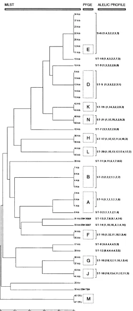 FIG. 1. Dendrogram constructed by UPGMA cluster analysis based on the nucleotide differences obtained by sequencing of gltArecAAcinetobacter, gyrB, gdhB,, cpn60, gpi, and rpoD gene fragments