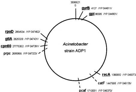 FIG. 2. Relative location of the selected housekeeping genes used in the present study on a schematic map of the genome of AcinetobacterADP1 (NC_005966.1)