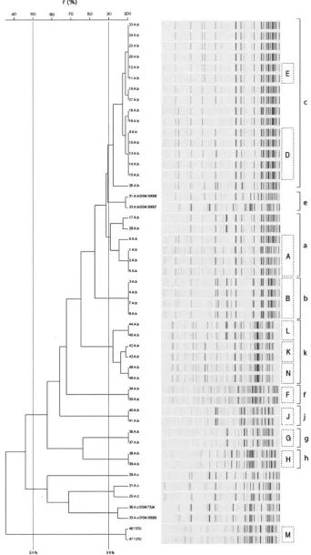 FIG. 3. Fluorescently labeled AFLP patterns and UPGMA/product-moment cluster analysis of the 49 Acinetobacterdifferent patterns were obtained after PCR with EcoC and MseT templates among all isolates