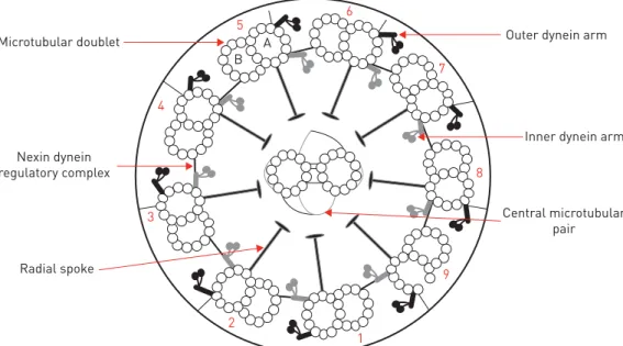 FIGURE 1 Diagram of normal ultrastructure of the ciliary axoneme in transverse section.