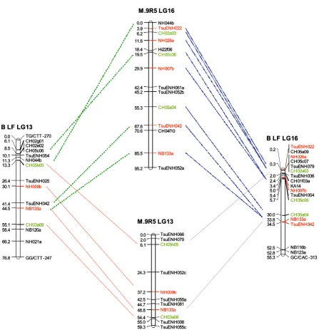 Figure 1Alignment of pear and apple linkage groups (LG) 13 and 16 showing inter-specific co-linearity and intra-specific LG homeologyAlignment of pear and apple linkage groups (LG) 13 and 16 showing inter-specific co-linearity and intra-specific LG homeolo