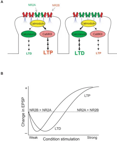 Figure 1-1. Hypothetical model of synaptic plasticity regulation by NMDAR subunits. 