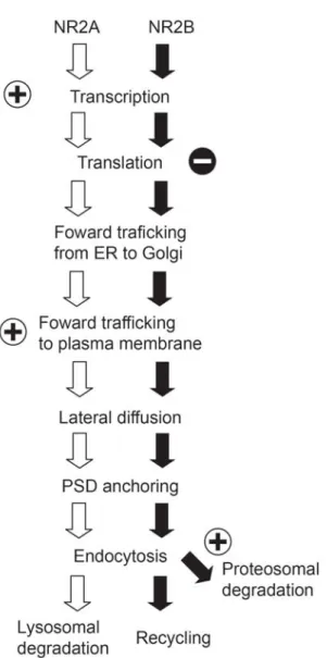 Figure 1-2. Activity-dependent regulation of NR2A and NR2B 