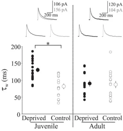 Figure 2-1:  Visual deprivation in adult mice fails to modify NMDAR EPSCs evoked  by single pulses