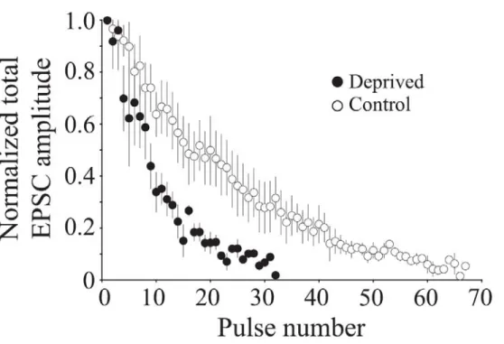 Figure 2-4:  Visual deprivation increases the rate of neurotransmitter release in adult  mice
