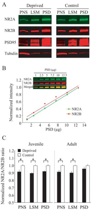 Figure 2-5:  Visual deprivation in juvenile mice alters the NR2A/B ratio in the  postsynaptic density (PSD), but only in post-nuclear supernatant (PNS) and lysed  synaptic membrane (LSM) fractions in adult mice