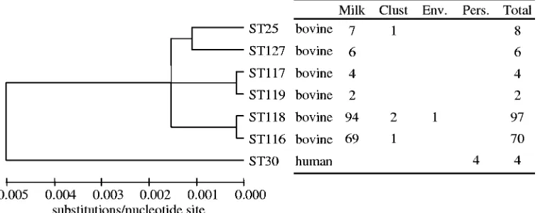 FIG. 1. Dendrogram displaying the number and distribution of sequence types detected on the farm
