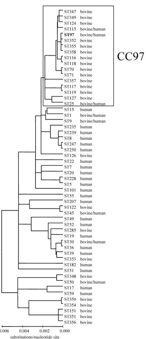 FIG. 3. Dendrogram of all bovine STs detected in the UnitedStates, United Kingdom, and Chile and a selection of ancestral clones
