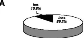 FIG. 1. Proportion of icalates (A) and distribution of different sequence types (B) among clin-ical-positive and -negative S