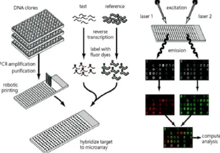 Figure 1.1: Shows the scheme of a cDNA microarray experiment. This gure is taken from Duggan et al