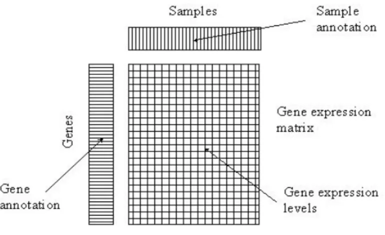 Figure 1.2: The expression matrix for a microarray data set. Each column corresponds to a sample and each row corresponds to a gene