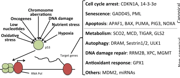 Figure	  1-­‐1.	  p53	  contributes	  to	  the	  regulation	  of	  several	  genes	  and	  pathways.	  
