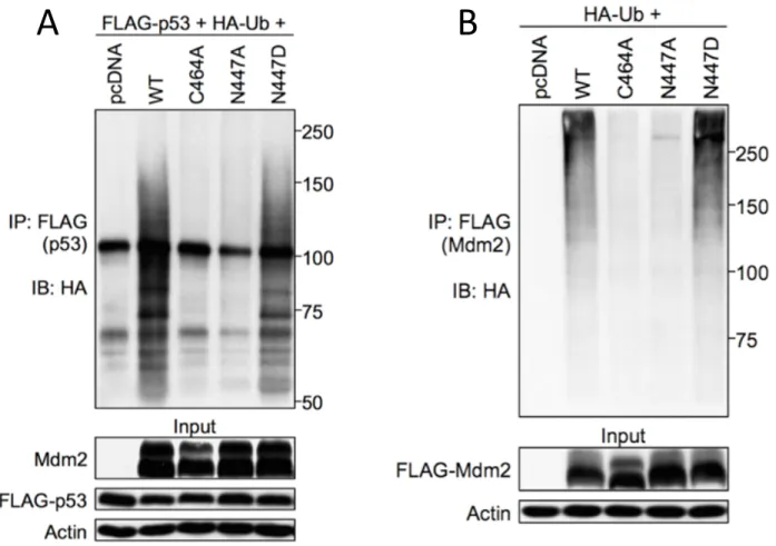 Figure	
  2-­‐5.	
  N447D	
  but	
  not	
  N447A	
  retains	
  the	
  ability	
  to	
  ubiquitinate	
  itself	
  and	
  p53.	
  