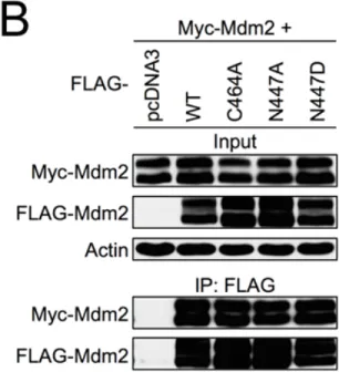 Figure	  2-­‐6.	  MDM2	  heterooligomerization	  but	  not	  homooligomerization	  requires	   the	  proper	  structure	  of	  the	  RING	  domain.	  
