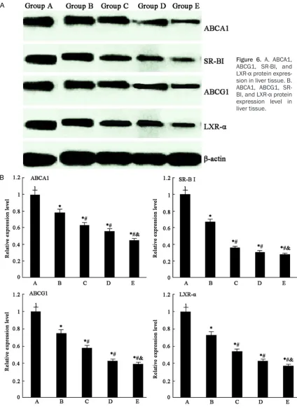 Figure 6. A. ABCA1, ABCG1, SR-BI, and 