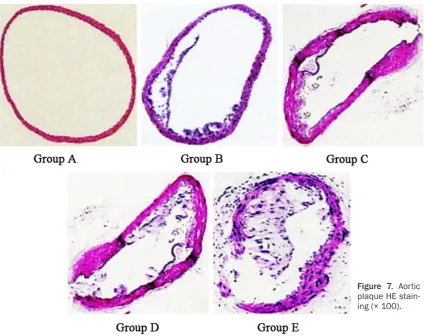 Figure 7. Aortic plaque HE stain-