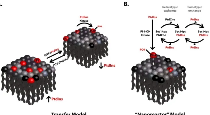 Figure 1. Transfer vs. nanoreactor models for PITP function 