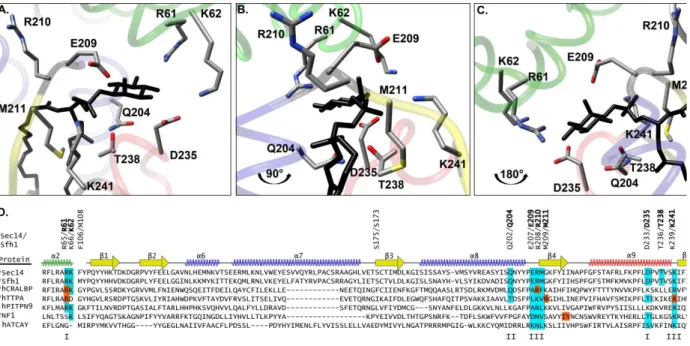 Figure 4. The PtdIns-binding bar code in Sec14-like proteins. 