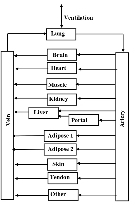 Figure 1modelFlow diagram and arrangement of organs used for the PBPK Flow diagram and arrangement of organs used for the PBPK model