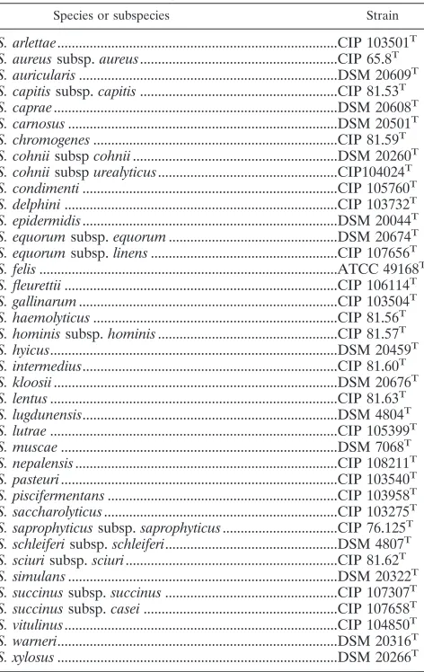 TABLE 1. Type strains used in this study