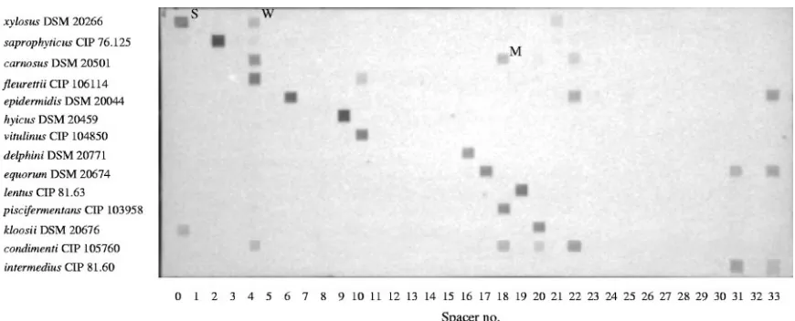 FIG. 1. Hybridization patterns obtained with reference type strains of Staphylococcus