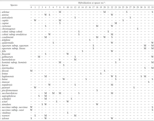 TABLE 3. Patterns obtained with type strains of the 36 species of Staphylococcus