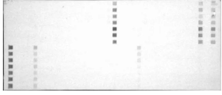 FIG. 2. Hybridization patterns obtained with wild-type strains. Lanes 0 to 33 correspond to the numbers of the spacers in which the probesdescribed in Table 2 have been ﬁxed.