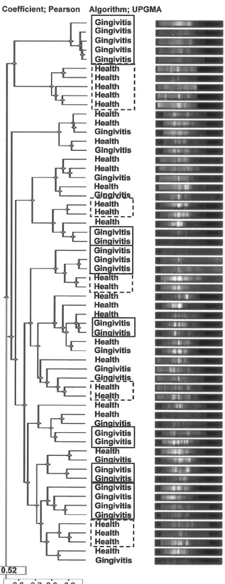 FIG. 2. Hierarchical cluster analysis results of all the DGGE pro-ﬁles demonstrated graphically as an UPGMA dendrogram