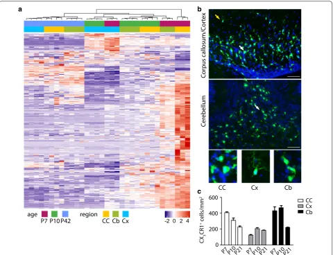 Fig. 1 a Heatmap of the most regulated genes (all genes with absolute log2fold‑change ≥ 1 and adjust p‑value ≤ 0.01) in the corpus callosum (CC), cerebellum (Cb) and cortex (Cx) at different ages [postnatal day (P)7, 10, 42]