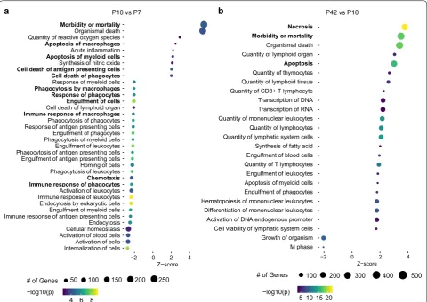 Fig. 2 Pathway analysis of the most regulated genes in the corpus callosum at postnatal day (P)10 versus P7 (a) and P42 versus P10 (b)
