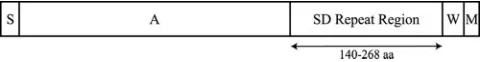 FIG. 2. SD repeat-encoding region of clfB8325. Both DNA and amino acid sequences of the SD repeat-encodingregion and immediate ﬂanking regions are shown