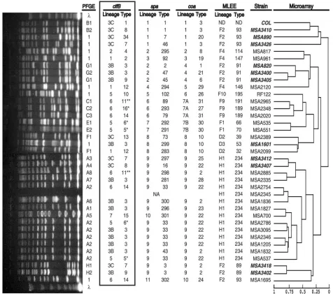 FIG. 3. Molecular characterization of diversity collection strains. From right to left: (i) a dendrogram (adapted from reference 14 withpermission of the publisher) providing estimated relationships of 36 strains based on a whole-genome DNA microarray with a scale showing the