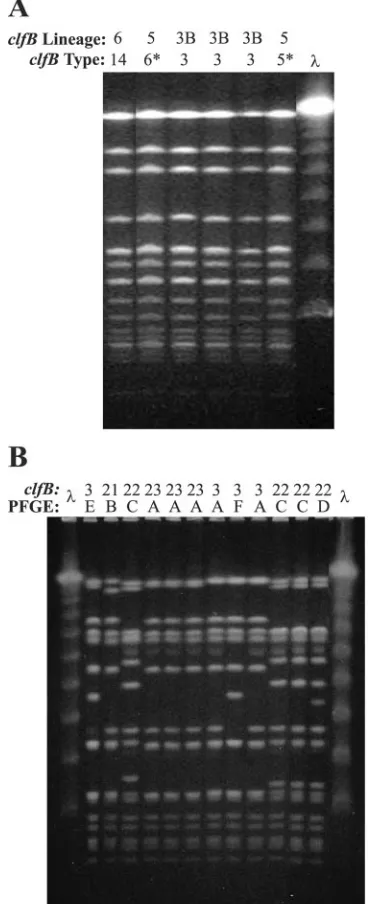 FIG. 4. (A) Six spafrom the diversity collection, which were differentiated byIndividualalso differentiated by the whole-genome microarray