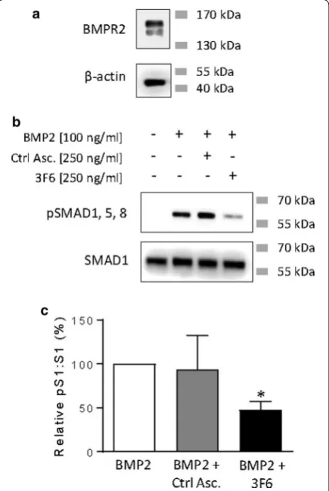 Fig. 2 Antibody 3F6 reduces activation of BMP pathway in to BMP2 treatment alone. No effect on BMP2-responsiveness was observed with pre-treatment using control ascites (Ctrl Asc.)