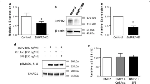 Fig. 3 Antibody 3F6 has no effect on BMP-responsiveness in BMPR2 knock-down HEK293T cells