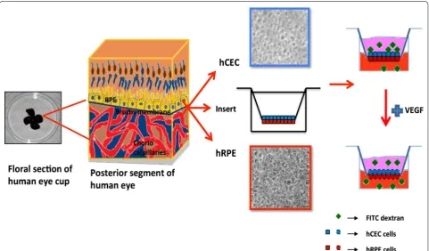 Fig. 1 Schematic diagram of construction of bilayer model to mimic RPE/BM/choroid. The primary retinal pigment epithelial and choroidal endothelial cells were isolated from donor eyes