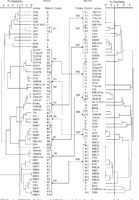 FIG. 1. PFGE (left) and MLVA (right) dendrograms of the studyisolates generated by the UPGMA algorithm