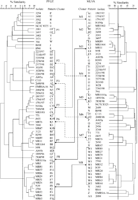 FIG. 1. PFGE (left) and MLVA (right) dendrograms of the studyisolates generated by the UPGMA algorithm