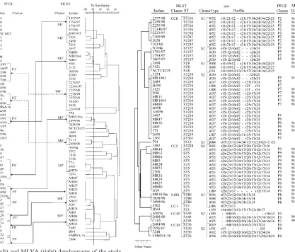 FIG. 2. PFGE (left) and MLVA (right) dendrograms of the studyisolates. Isolate clusters were delineated with a 92 and 77% similarity