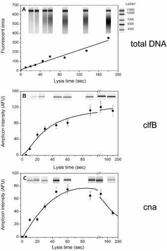 FIG. 1. Effect of lysis duration on DNA yields and PCR ampliﬁcation results. (A) Amounts of total puriﬁed DNA obtained after the rapid lysisprocedure (strain MW2), as determined by the ﬂuorescence area under the curve (BioAnalyzer)