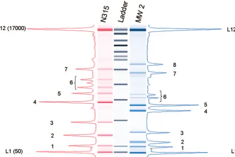FIG. 2. Comparison of electropherograms obtained for the strains sequenced. Representative electropherograms and the corresponding gelpatterns (BioAnalyzer) obtained for strains MW2 and N315 are shown