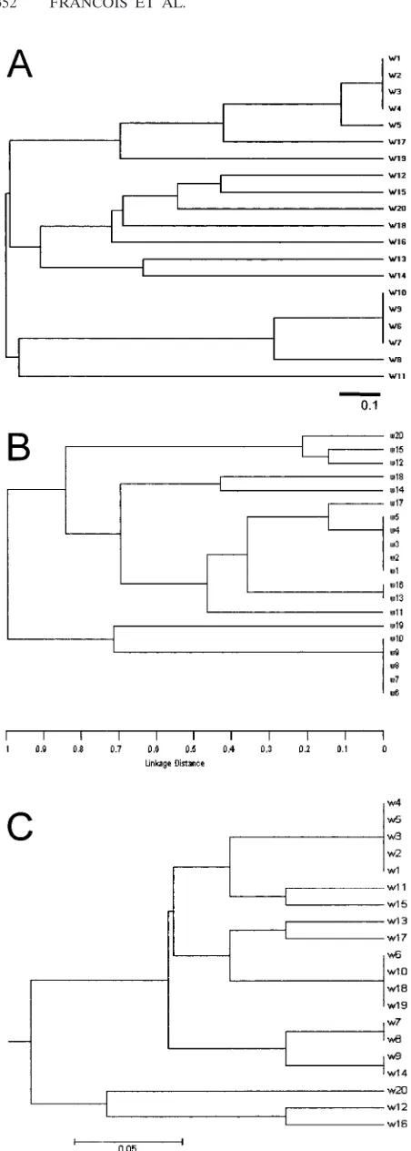 FIG. 4. Analysis of subclonal differences. Magniﬁcation of the re-gion showing differences between isolates considered clonal by MLST.