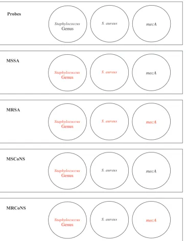 FIG. 1. Simultaneous identiﬁcation of Staphylococcus and determination of mecA status